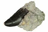 Serrated, Allosaurus Tooth - Bone Cabin Quarry, Wyoming #171235-1